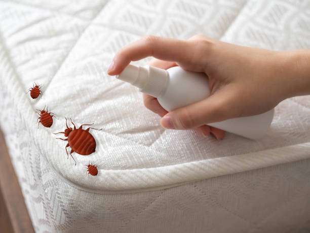 Best Wasp Removal Services  in Westby, WI