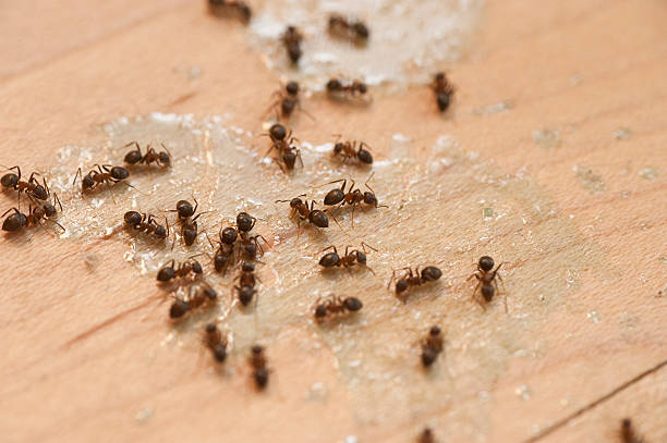 Best Spider Control Near Me  in Westby, WI